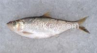 FROZEN WHOLE ROUND ILISHA / HILSA FISH