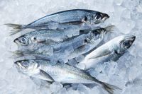 Horse Mackerel