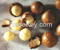 Macadamia nuts