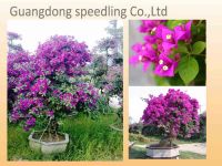 Bougainvillea glabra