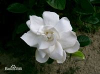 Gardenia jasminoides