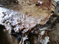 Dry slated Donkey hides, Wet salted cow hides, Sheep hides