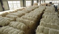 UG Grade White Sisal Fiber,High Quality Wide Range Sisal Fiber 