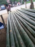 Moso bamboo poles