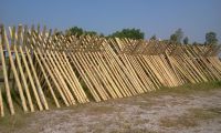 Bamboo Poles, Giant Bamboo