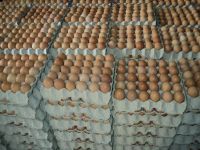 Fresh Chicken eggs, Fertilized Hatching Eggs chicken egg, Halal frozen chicken , ostrich egg, Parrots Eggs