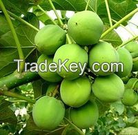 refined & crude Jatropha Oil for biodiesel/crude jatropha oil price