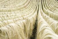 Natural Raw Grade 1 Sisal fibre. Affordable Price ..kenya