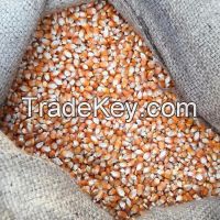 High Quality Yellow Corn Seed Animal Feed for Sale