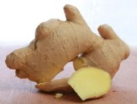 best quality fresh ginger for hot sale