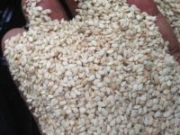 natural white sesame seeds, White Hulled Sesame