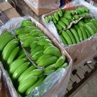 Fresh Class A Green Cavendish Bananas Of Ecuador