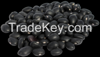 Black Beans or Michgun Beans