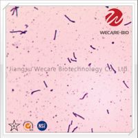 Bacillus Coagulans OEM Probiotics