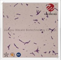 Bifidobacterium Longum