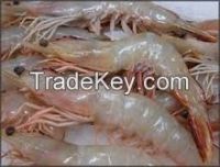 Water prawn