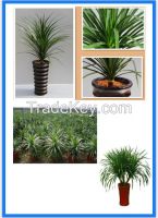 Dracaena Angustifolia