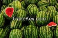 fresh water melon