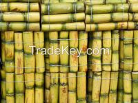 SUGAR CANE