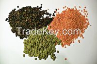 High Quality Lentils/Red Lentils/Green lentils