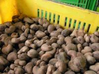 Raw and Processed Cashew Nuts For Sale