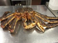 Live Red King Crab | King Crabs Seactions | Legs & Clustters