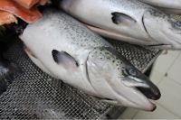 Atlantic salmon (Salmo Salar)