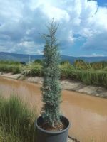 Arizona Cypress Tree Seedlings and Trees