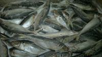 Atlantic Horse Mackerel Fish ,North Sea Herring Fish ,Silversmelt Fish