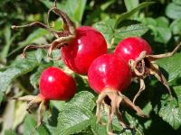 Fruits From Wild Collection