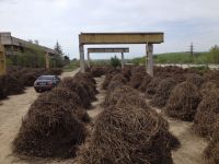 Licorice Root (Glycyrrhiza Glabra)