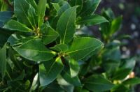 Laurel (Bay) Leaf - Laurus Nobilis