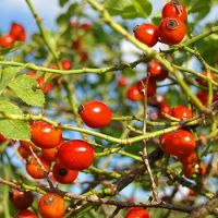 Rosehip - Rosa Canina