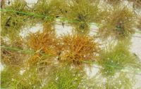 Dried Seaweed (Eucheuma cottonii)