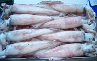 Whole round frozen squid wholesale