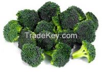 Wholesale Natural Fresh Broccoli