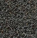 Blue Poppy seeds