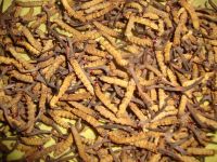 Wild Cordyceps