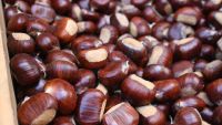 fresh chestnut