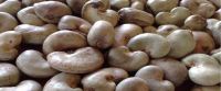 High Grade Processed Cashew Nuts Raw Roasted