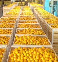 Lemons, oranges, pear, lime, avocado, mango. We are Suppliers of Fresh fruits and vegetables 