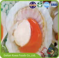 Frozen half-shell sea scallop