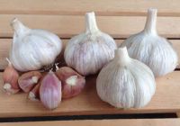 red garlic