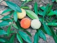 Garcinia Kola Or Bitter Kola