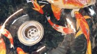 Koi Carp Wash Basin.