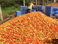 Farm Fresh Tomato