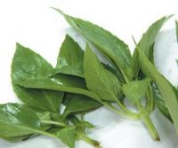 Fresh Basil