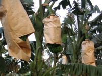 Fruit Growing Paper Bag, Banana Growing Paper Bag 