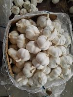 pure white garlic