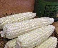 White Corn